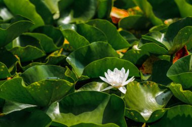 Beyaz Nymphaea alba çiçeği, genellikle nilüfer ya da nilüfer çiçeği olarak adlandırılır yeşil yapraklar ve koyu su arasında.