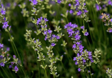 Yumuşak odaklı lavanta çiçekleri, pastel renkler ve bulanık arkaplan. 