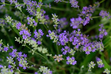 Yumuşak odaklı lavanta çiçekleri, pastel renkler ve bulanık arkaplan. 