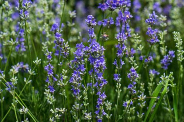 Yumuşak odaklı lavanta çiçekleri, pastel renkler ve bulanık arkaplan. 