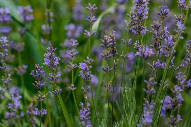 Yumuşak odaklı lavanta çiçekleri, pastel renkler ve bulanık arkaplan. 