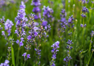 Yumuşak odaklı lavanta çiçekleri, pastel renkler ve bulanık arkaplan. 