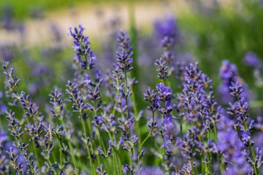 Yumuşak odaklı lavanta çiçekleri, pastel renkler ve bulanık arkaplan. 
