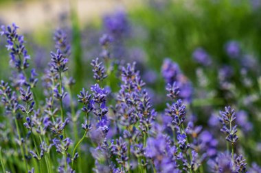 Yumuşak odaklı lavanta çiçekleri, pastel renkler ve bulanık arkaplan. 