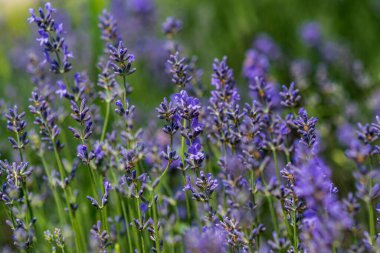 Yumuşak odaklı lavanta çiçekleri, pastel renkler ve bulanık arkaplan. 