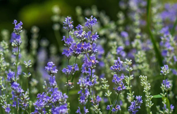 Yumuşak odaklı lavanta çiçekleri, pastel renkler ve bulanık arkaplan. 