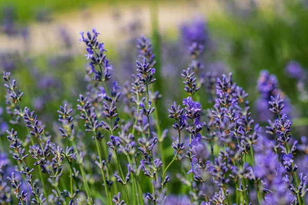 Yumuşak odaklı lavanta çiçekleri, pastel renkler ve bulanık arkaplan. 