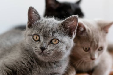 İki aylık şirin İngiliz kısa saçlı kedi yavrusu portresi. Seçici yumuşak odak.