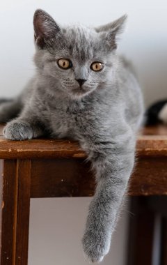 İki aylık şirin İngiliz kısa saçlı kedi yavrusu portresi. Seçici yumuşak odak.