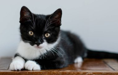 İki aylık şirin İngiliz kısa saçlı kedi yavrusu portresi. Seçici yumuşak odak.