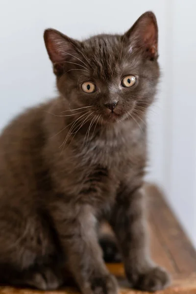两个月大的可爱的英国短发猫咪的肖像 有选择的软重点 — 图库照片