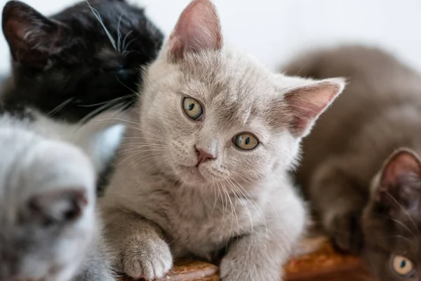 Retrato Gatito Pelo Corto Británico Lindo Dos Meses Edad Enfoque — Foto de Stock