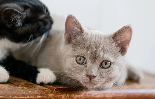 귀여운 귀엽게 고양이의 선택적으로 부드러운 — 스톡 사진