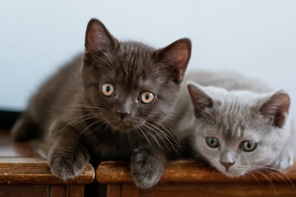 Porträtt Söt Brittisk Kort Hår Kattunge Två Månader Gammal Selektivt — Stockfoto