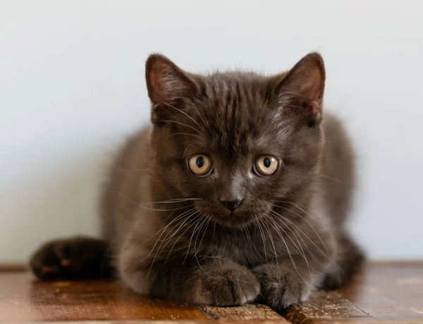 Retrato Gatinho Cabelo Curto Britânico Bonito Dois Meses Idade Foco — Fotografia de Stock