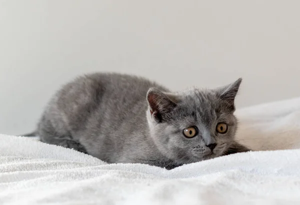 Portrait Cute British Short Hair Kitten Two Months Old Selective — Stock Photo, Image