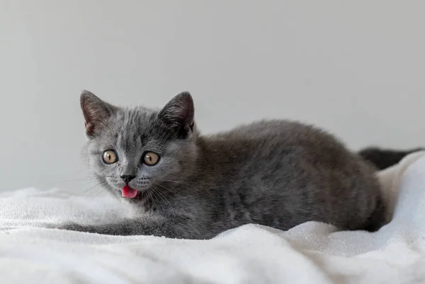 Retrato Gatinho Cabelo Curto Britânico Bonito Dois Meses Idade Foco — Fotografia de Stock