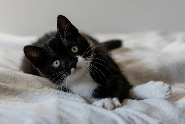 Aylık Şirin Ngiliz Kısa Saçlı Kedi Yavrusu Portresi Seçici Yumuşak — Stok fotoğraf