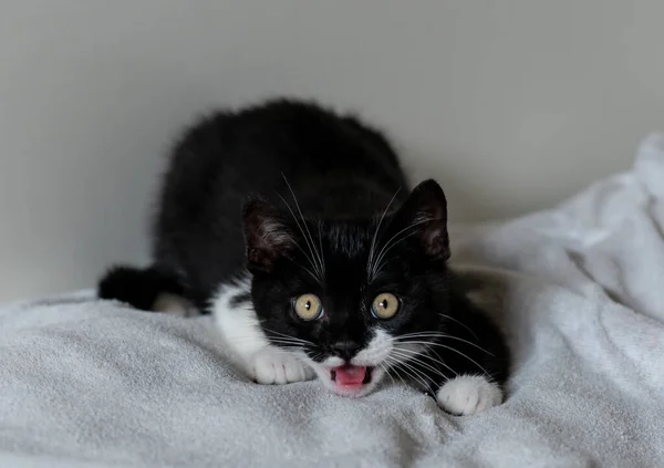 Aylık Şirin Ngiliz Kısa Saçlı Kedi Yavrusu Portresi Seçici Yumuşak — Stok fotoğraf