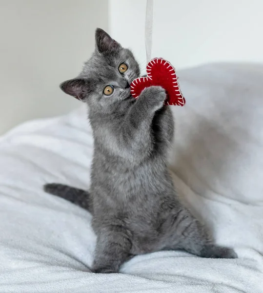 Retrato Bonito Britânico Gatinho Cabelo Curto Brinca Com Coração Vermelho — Fotografia de Stock