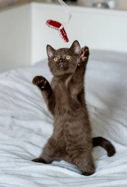 Aylık Şirin Ngiliz Kısa Saçlı Kedi Yavrusu Portresi Seçici Yumuşak — Stok fotoğraf