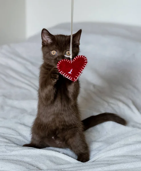 Retrato Bonito Britânico Gatinho Cabelo Curto Brinca Com Coração Vermelho — Fotografia de Stock