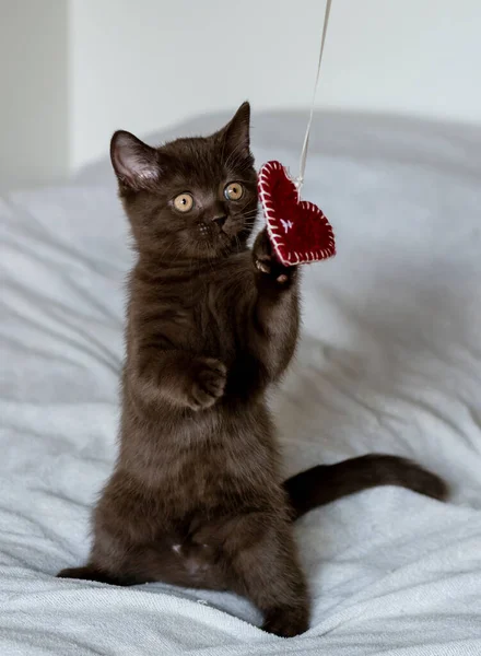Şirin Ngiliz Kısa Saçlı Kedi Yavrusunun Portresi Kırmızı Bir Kalple — Stok fotoğraf