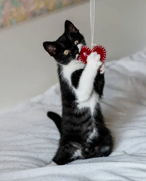 Portret Van Schattige Britse Korte Haar Kitten Speelt Met Een — Stockfoto
