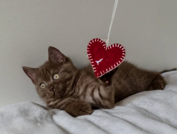 かわいいイギリスのショートヘアの子猫の肖像が赤いハートで再生されます 選択的ソフトフォーカス バレンタインのコンセプト — ストック写真
