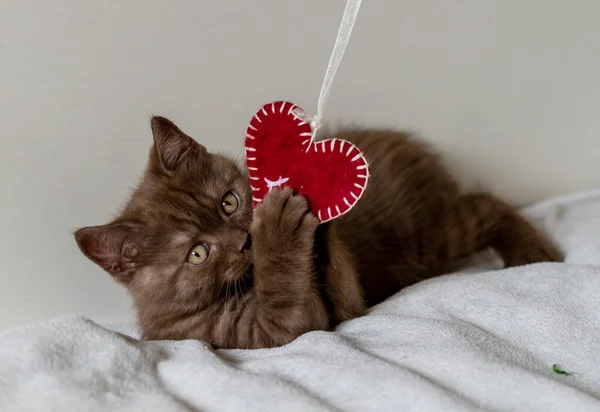 Retrato Lindo Británico Pelo Corto Gatito Juega Con Corazón Rojo —  Fotos de Stock