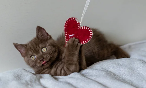 Portret Van Schattige Britse Korte Haar Kitten Speelt Met Een — Stockfoto