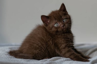 Şirin çikolatalı İngiliz kısa hava kedisi dekor kağıdında oynuyor. Seçici yumuşak odak