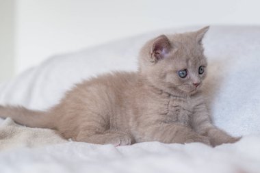 Şirin leylak rengi İngiliz kısa saçlı kedi yavrusunun mavi gözlü portresi. Seçici odak.