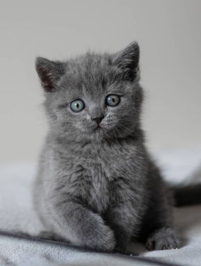 Şirin mavi İngiliz kısa saçlı kedi yavrusunun portresi. Seçici odak.