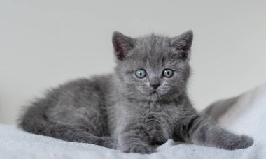 Şirin mavi İngiliz kısa saçlı kedi yavrusunun portresi. Seçici odak.