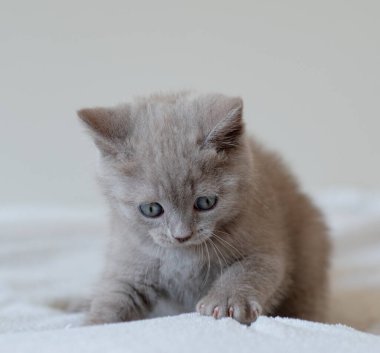 Şirin leylak rengi İngiliz kısa saçlı kedi yavrusunun mavi gözlü portresi. Seçici odak.