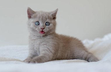 Şirin leylak rengi İngiliz kısa saçlı kedi yavrusunun mavi gözlü portresi. Seçici odak.