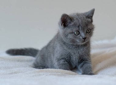 Şirin mavi İngiliz kısa saçlı kedi yavrusunun portresi. Seçici odak.