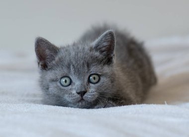 Şirin mavi İngiliz kısa saçlı kedi yavrusunun portresi. Seçici odak.