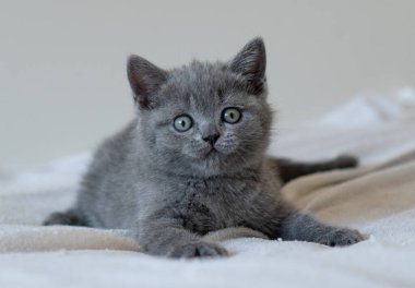 Şirin mavi İngiliz kısa saçlı kedi yavrusunun portresi. Seçici odak.