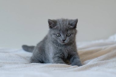 Şirin mavi İngiliz kısa saçlı kedi yavrusunun portresi. Seçici odak.