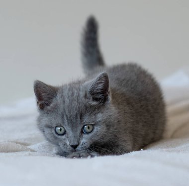 Şirin mavi İngiliz kısa saçlı kedi yavrusunun portresi. Seçici odak.