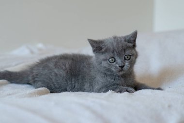 Şirin mavi İngiliz kısa saçlı kedi yavrusunun portresi. Seçici odak.