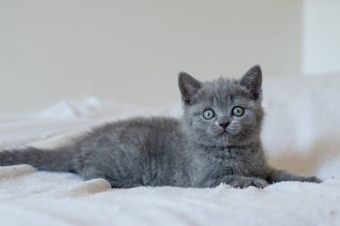 Şirin mavi İngiliz kısa saçlı kedi yavrusunun portresi. Seçici odak.