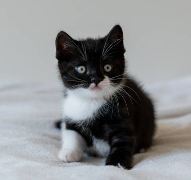İki renkli İngiliz kısa bacaklı kedi yavrusu, şirin pençeler. Siyah beyaz kedi