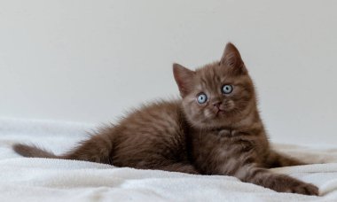 Şirin, çikolata rengi, mavi gözlü, steyşın kedi yavrusu. Seçici odak