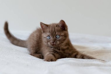 Şirin, çikolata rengi, mavi gözlü, steyşın kedi yavrusu. Seçici odak