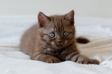 Şirin, çikolata rengi, mavi gözlü, steyşın kedi yavrusu. Seçici odak