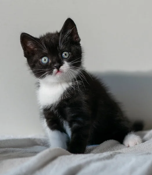 Bicolor Britânico Gatinho Shorthair Patas Bonitos Gato Preto Branco — Fotografia de Stock