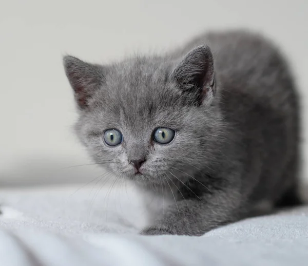 Portrait Mignon Bleu Britannique Cheveux Courts Chaton Yeux Bleus Concentration — Photo